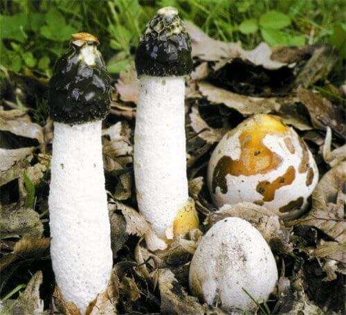 грибы веселки молодые и старые