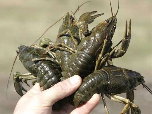 раки