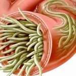 Паразити (глисти) в нашому організмі