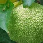 Адамове яблуко (маклюра) і його застосування в народній медицині