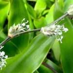 Золотий вус — корисні властивості, настоянка