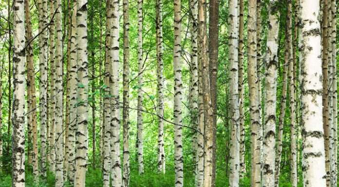 Береза: цілющі властивості, застосування в народній медицині