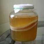 Чайний гриб: користь і застосування