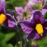 Картопляні квіти — заморські цілителі