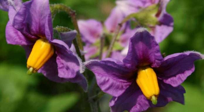 Картопляні квіти — заморські цілителі