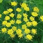 Фенхель — ароматне народний засіб