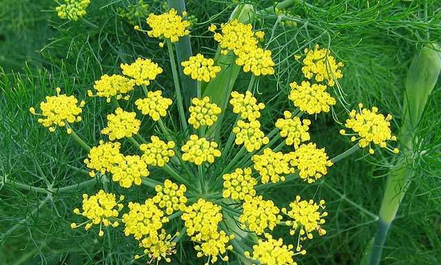 Фенхель — ароматне народний засіб