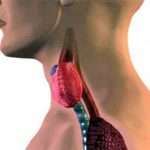 Гіпотиреоз? Допоможуть народні засоби