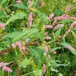 Горець почечуйний зупинить кровотечу і додасть сил