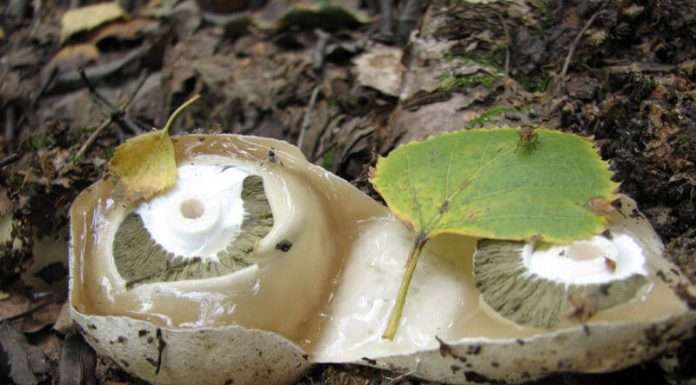 Гриб веселка — як лікувати різні захворювання