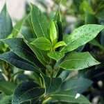 Як лікуватися лавровим листом