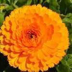 Лікування гнійних ран народними засобами