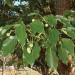 Камфора має бути в кожній аптечці