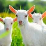 Лікування козячим молоком