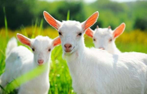 Лікування козячим молоком