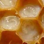 Цілющі властивості маточного молочка