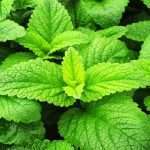 Меліса — корисні властивості і протипоказання