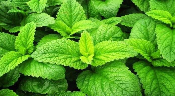 Меліса — корисні властивості і протипоказання