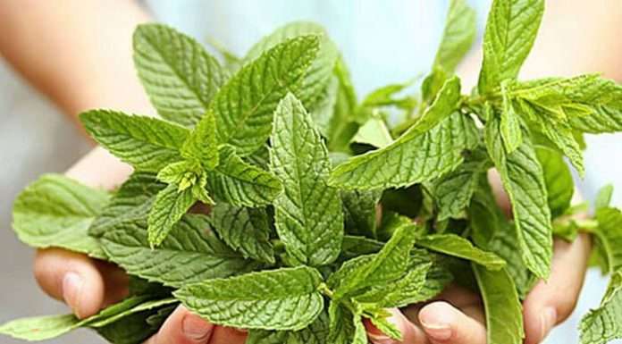 Всього 5 рослин, які омолоджують організм зсередини і зовні