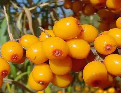 Як лікуватися обліпиховою олією