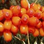 Обліпихова масло. Застосування і способи приготування обліпихової олії в домашніх умовах.