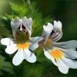 Щоб очей не хворів, та був пильним