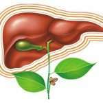 Як і чим очистити печінку? Чищення печінки простими продуктами харчування