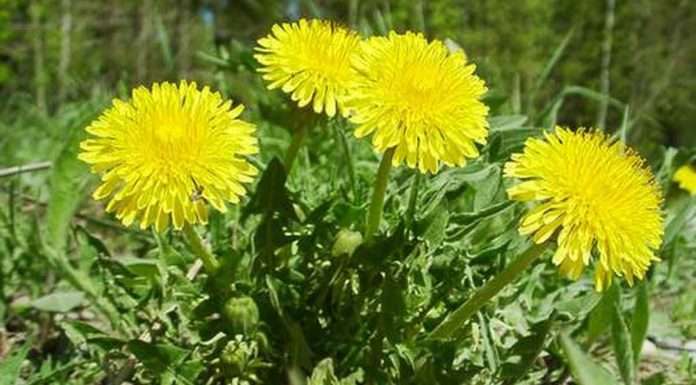 Як лікуватися коренем кульбаби