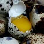 Чим корисні перепелині яйця і чи можуть вони бути шкідливими для організму