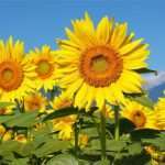 Коріння соняшнику — лікувальні властивості відварів і компресів