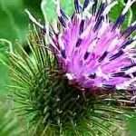 Корисні властивості репяхової олії