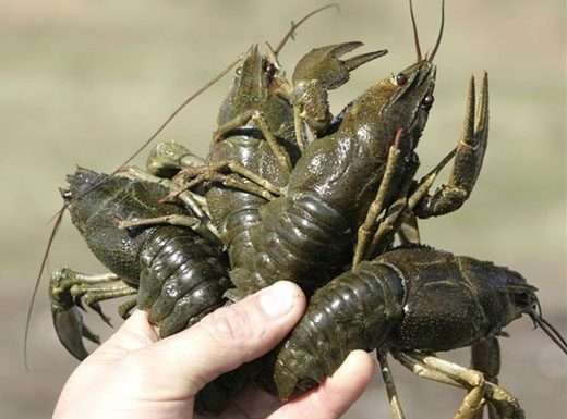 Лікування раку раками — рецепт настоянки