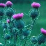 Розторопша — корисні властивості, лікування і застосування