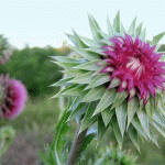 Розторопша для печінки. Колючий лекарь для нашого здоровя