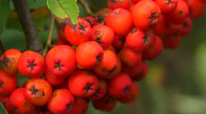 Рябінушка, горобина, візьми мою хворобу