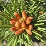 Ліки з соснових шишок для дорослих і дітей