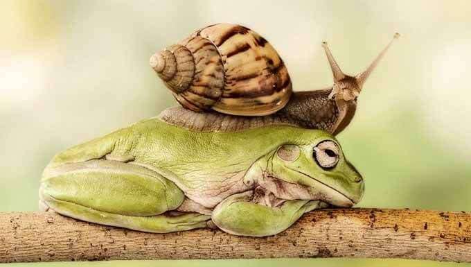 Від бородавок позбавлення, народне лікування