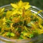 Помічник вашому здоровю – звіробій