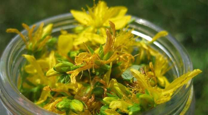 Помічник вашому здоровю – звіробій