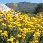 Дарує безсмертя