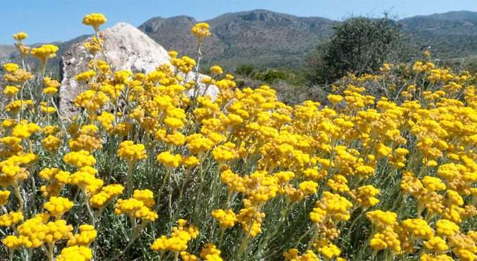 Дарує безсмертя
