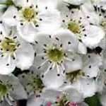 Лікувальні властивості глоду