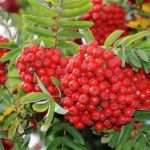 Як вилікувати судини народними засобами