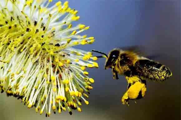 Пилок бджолиний: користь, як приймати