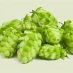 Лікування шишками хмелю