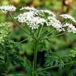 Болиголов плямистий: отрута чи ліки