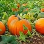 Гарбуз: користь для здоровя, лікування гарбузом