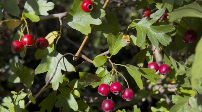 Глід: користь, застосування, побічні ефекти та багато іншого