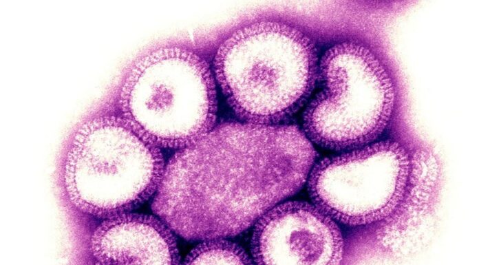 Новый штамм гриппа распространяется: что вам нужно знать