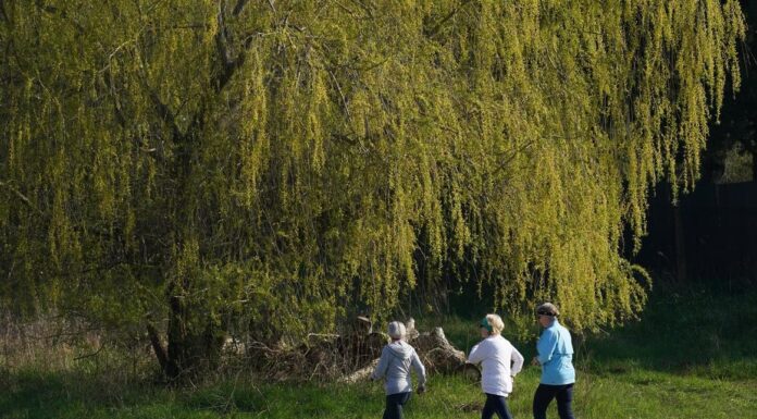 Тривалі прогулянки приносять більше користі для здоров’я, підтверджує нове дослідження